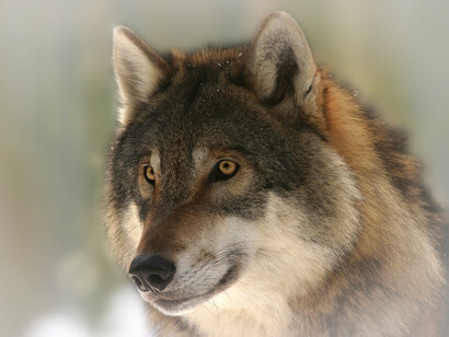 Era of the wolf