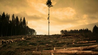 Degradação florestal. À medida que os líderes mundiais se preparam para discursar sobre neutralidade de carbono, energias renováveis e justiça climática, uma ameaça real corta a floresta em linha reta: a rodovia BR-319, um trecho de 885 km que liga a capital do Amazonas, Manaus, a Porto Velho, atravessa uma das regiões mais intocadas da floresta amazônica