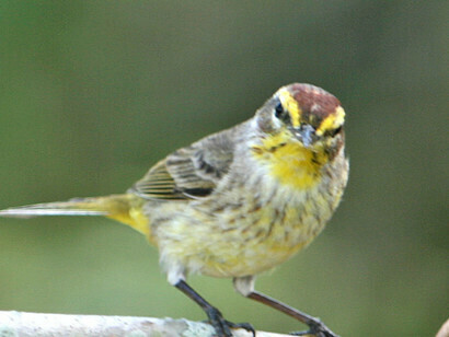 Palm warbler