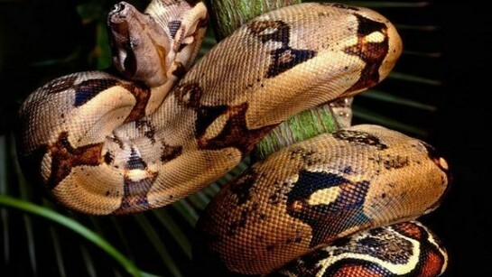 Il serpente come simbolo di guarigione