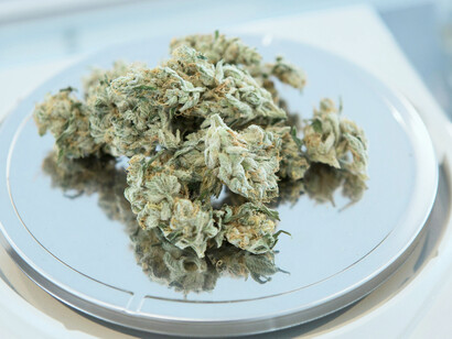 Fresh green cannabis showcased on a round gray scale, emphasizing medical cannabis production and the integration of cold plasma and blockchain technologies