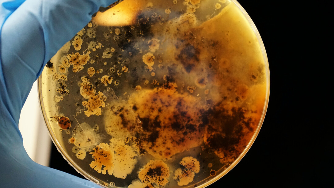 Analisi microbiologica di batteri animali