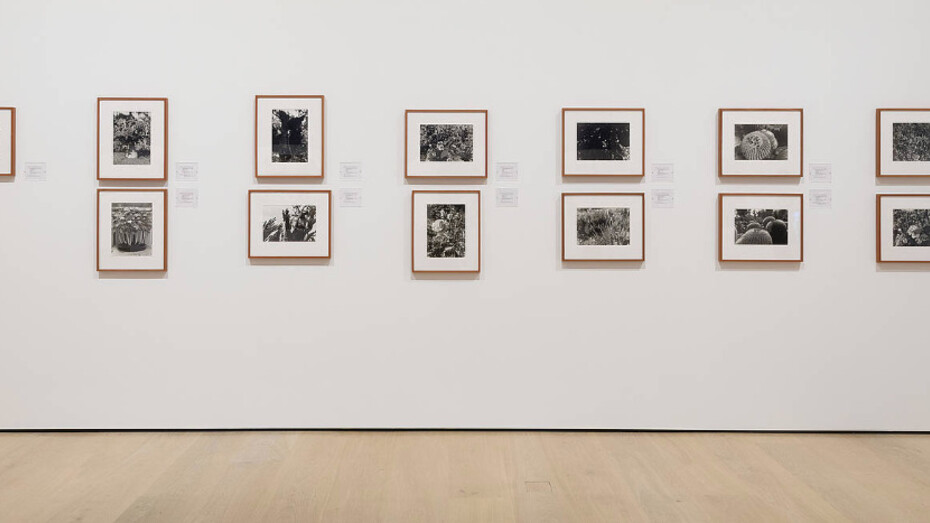 Celebration of Our Enemies. Courtesy of Hammer Museum