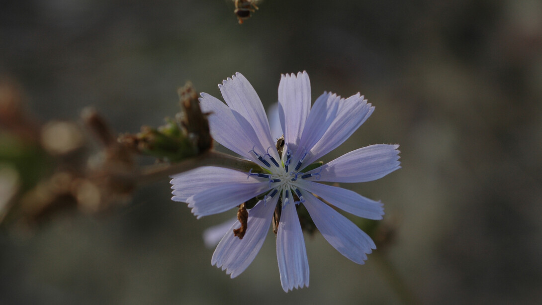 Cicoria selvatica (Cichorium intybus)