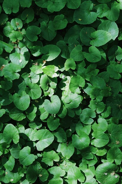 A plant with green, round leaves. Cellulose is a renewable source