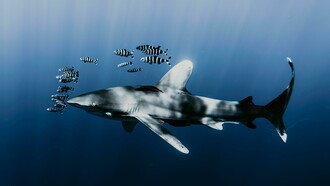 Shark swimming with a school of zebra fish underwater