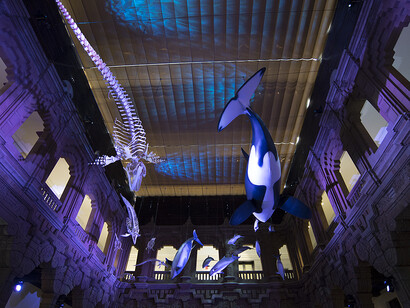 Cetaceans of Andalusia, exhibition view. Courtesy of Casa de la Ciencia