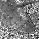 Il muso di un Lepidosiren paradoxa