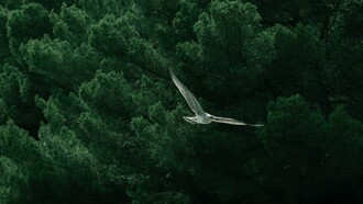A bird soaring across the forest, representing the peaceful coexistence shared by every living creature