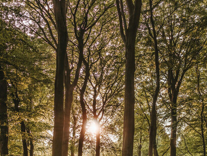 The sun's rays make space between the branches of the tall trees of a forest