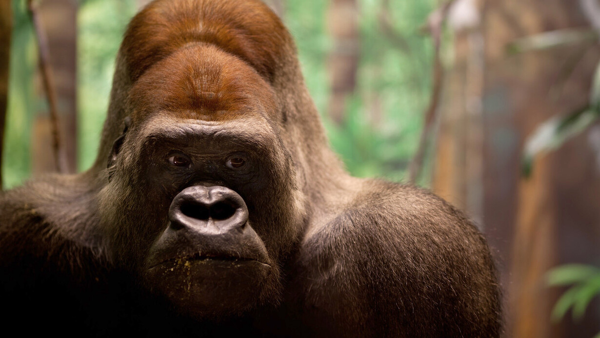 Hall of African Wildlife. Courtesy of Carnegie Museum of Natural History