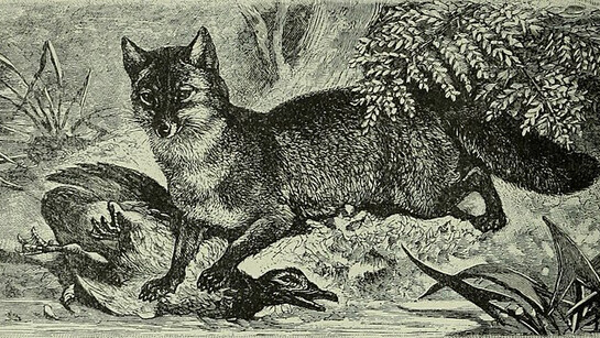 Portrait of a fox, from ''Brehm's Life of animals a complete natural history for popular home instruction and for the use of schools''