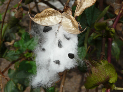 Cotone africano (Gossypium arboreum)