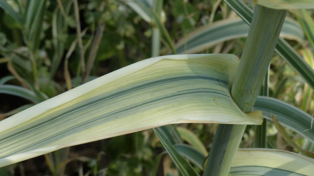 Arundo donax variegata