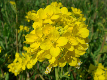 Sinapis arvensis