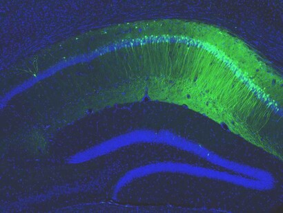 A map of the neural systems
