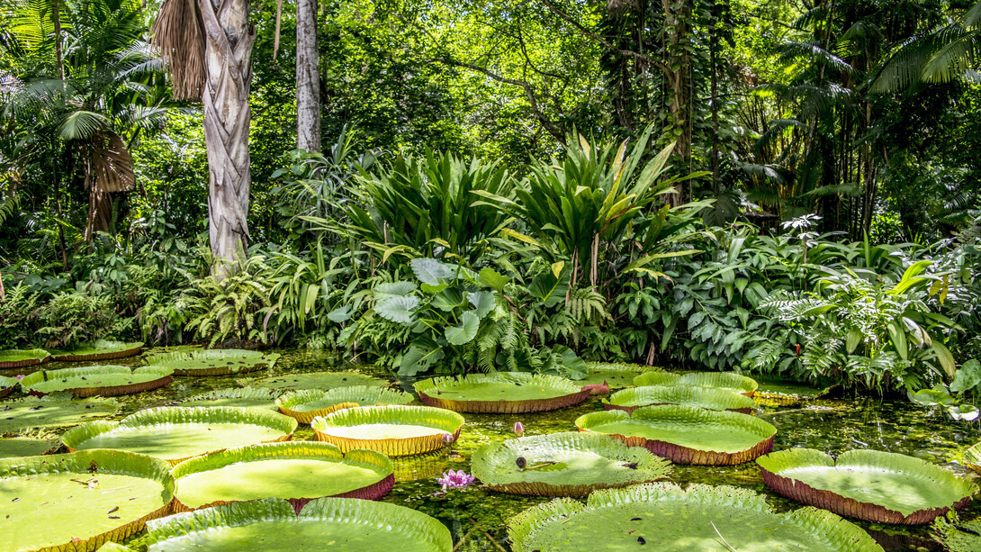 The Amazon Rainforest in Brazil is an important ecosystem in the world and the deforestation of it affects us all