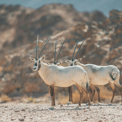 Antelopes have adapted well to their habitats