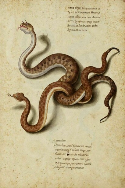 Vipera cornuta, Aldrovandi, 1522-1605