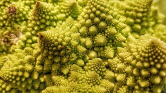 Essa sequência pode ser observada na natureza em diversos casos e está diretamente relacionada à proporção áurea. A lógica é fácil de entender: qualquer número dentro da sequência é o resultado da soma dos dois anteriores. Assim, temos 1, 1, 2, 3, 5, 8, 13, 21, 34... e assim por diante. É uma progressão infinita, mas com uma estrutura interna surpreendentemente harmoniosa
