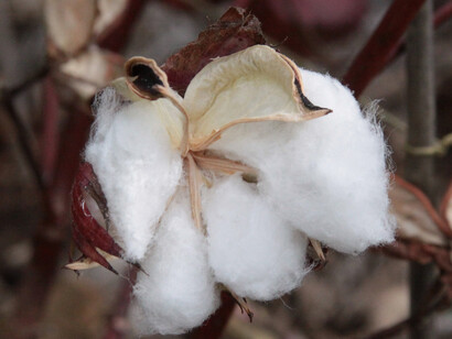 Cotone americano (Gossypium hirsutum)