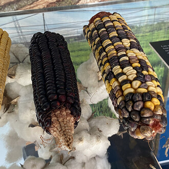 We are CSIC, exhibition view. Courtesy of Casa de la Ciencia