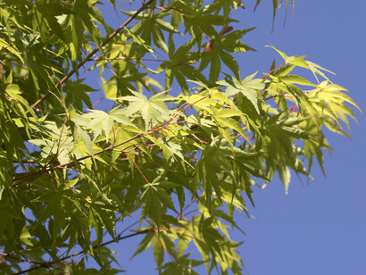 Assim como a natureza, a pausa pode ser um período de transformação e renascimento, essencial para o desenvolvimento pessoal. Ávore Acer Palmatum
