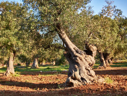 Nowadays, Spain is the world-leading manufacturer of quality olive oil