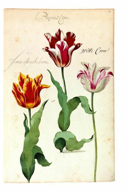 Franciscus De Geest, florilegio Hortus Amoenissimus,1668