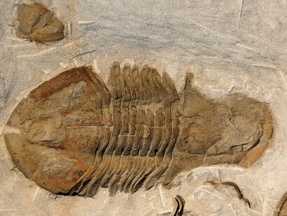 Fossile di un trilobite