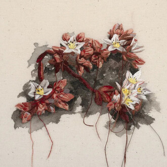 Michelle Robinson, Santa Cruz Island Dudleya, 2026. Courtesy of Launch LA