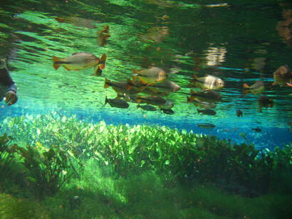 Mergulhador iniciante faz flutuação na Nascente Azul, rio que está a 33,2 km do centro de Bonito, Mato Grosso do Sul, Brasil