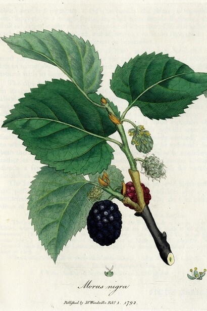 Gelso