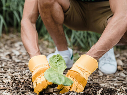 A man wearing gloves planting a small plant on loose soil