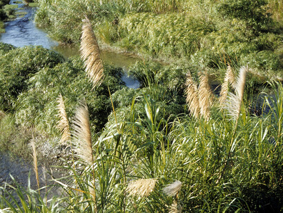 Arundo donax