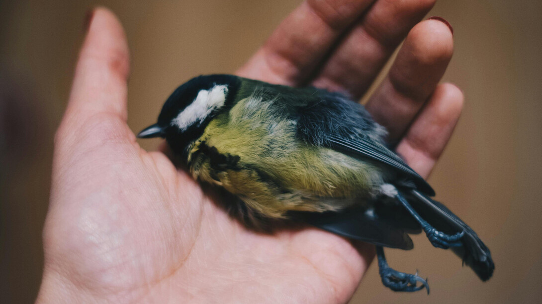 A dead bird on a of person's palm