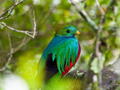 El Quetzal