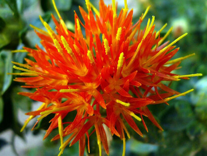 Carthamus Tinctorius