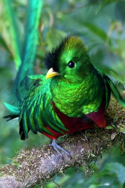 Quetzal- Guatemala