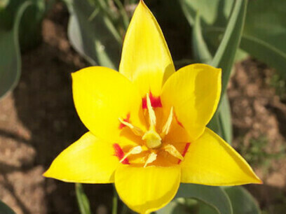 Giuseppe Verdi Tulipa Kaufmanniana