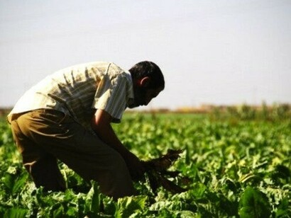 Morocco green generation plan will rely on the young farmers