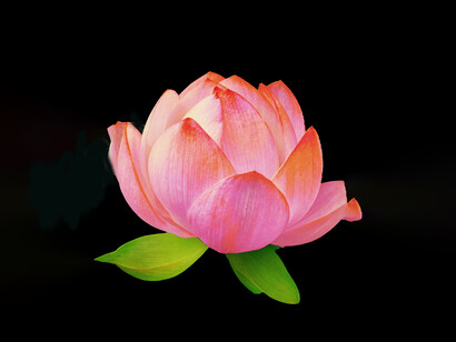 A lotus flower in the dark represents the importance of mindfulness