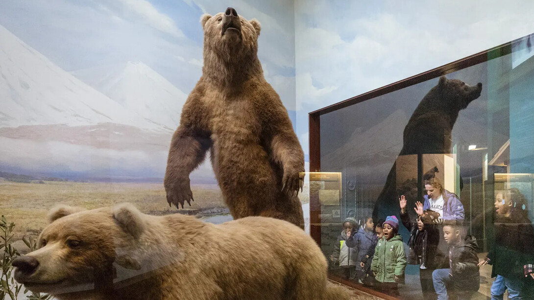 Nature walk and messages from the wilderness, exhibition view. Courtesy of Field Museum
