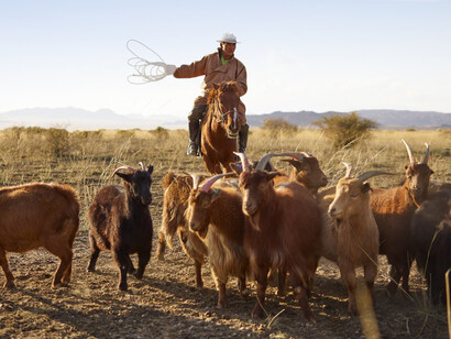 Capre al pascolo nella steppa della Mongolia guidate da un uomo a cavallo