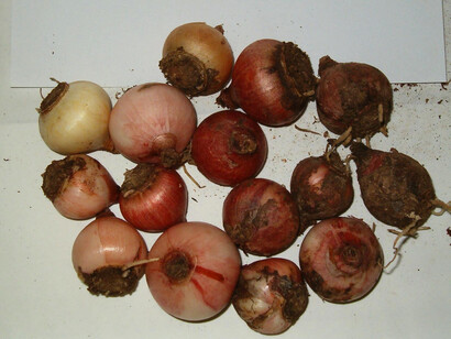 Bulbi di Muscari comosum