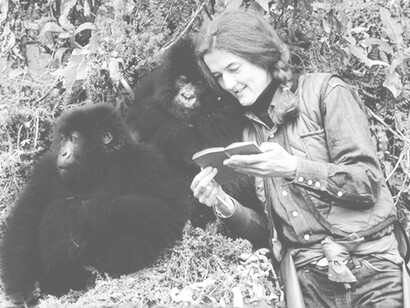 The Mountain Gorilla is the best known of the gorillas and is the subspecies to which Dian Fossey dedicated her life