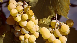 Dell'uva bianca in un vitigno