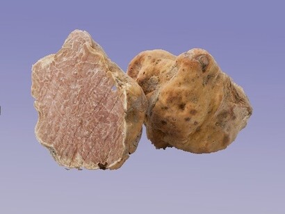 Grazie alla sua composizione chimica, il tartufo stimola i sensi, con una combinazione di umami, sapidità e note ferrose che lo rendono irresistibile al palato