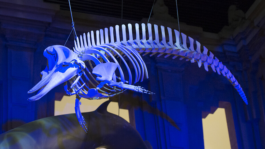 Cetaceans of Andalusia, exhibition view. Courtesy of Casa de la Ciencia