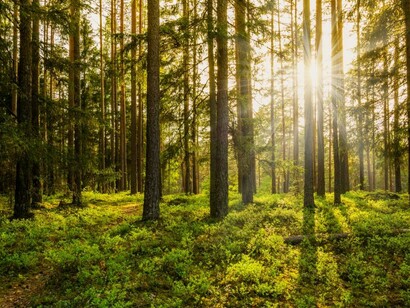 Calvino ha scelto il bosco per generare nei personaggi il silenzio in previsione di un racconto per gesti e per immagini simboliche
